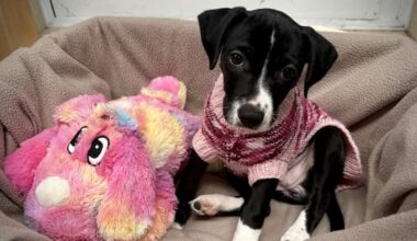 Puppy abandoned on cold night outside SPCA safe and 'well-loved'