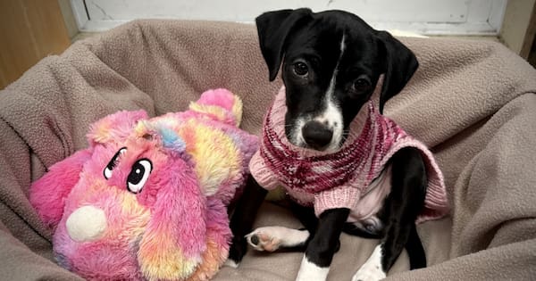 Puppy abandoned on cold night outside SPCA safe and 'well-loved'