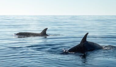 Sperm whales sleep vertically in pods near the ocean surface, motionless and silent for brief stretches, in a posture marine biologists first documented with acoustic tags in 2008