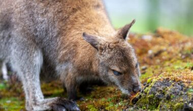 Wallaby status being reviewed by ORC