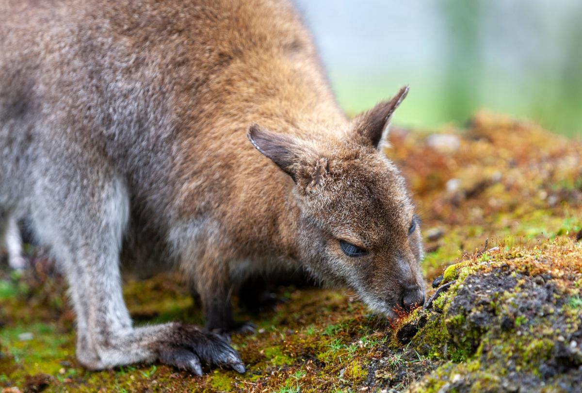Wallaby status being reviewed by ORC