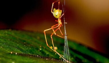 Newly discovered spider spins a spring-loaded trap