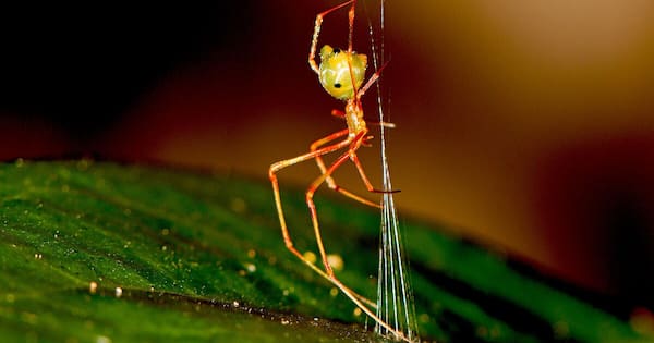 Newly discovered spider spins a spring-loaded trap