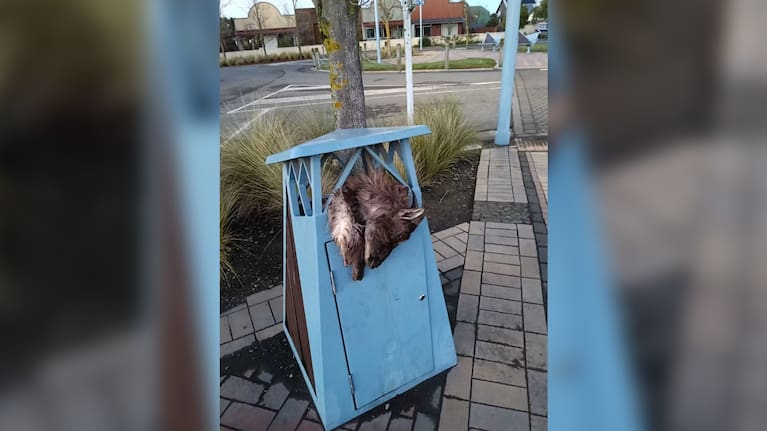 The carcass of a Himalayan tahr was dumped into a public rubbish bin in Methven this week.