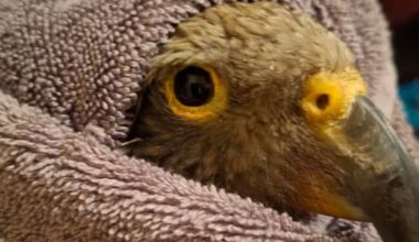 'Tragic outcome': Kea shot in Golden Bay put down due to injuries