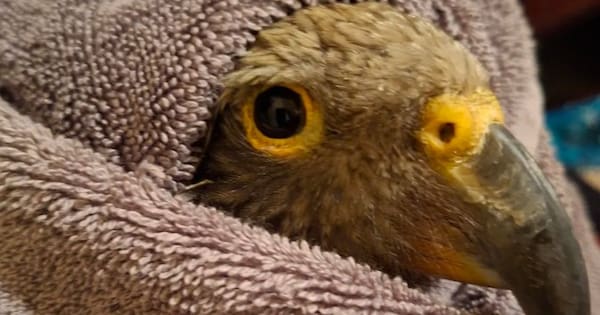 'Tragic outcome': Kea shot in Golden Bay put down due to injuries