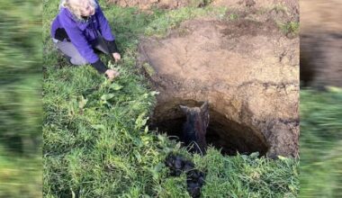 Digger rescues Lola the pony from Auckland sinkhole