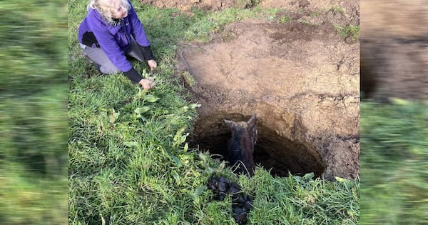 Digger rescues Lola the pony from Auckland sinkhole