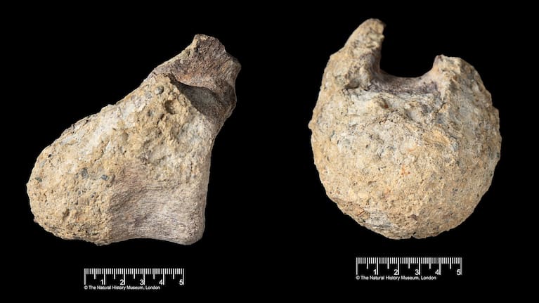This image provided by the Natural History Museum shows a fossil found in Antarctica that belongs to a group of dinosaurs called titanosaurs.