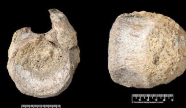 Rare dinosaur fossil from Antarctica found tucked away in a drawer