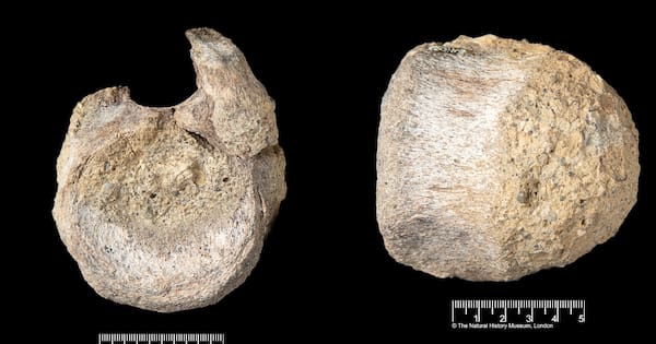 Rare dinosaur fossil from Antarctica found tucked away in a drawer