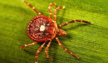 The female lone star tick is easily identifiable by a white dot in the middle of its back. (U.S. Centers for Disease Control and Prevention)