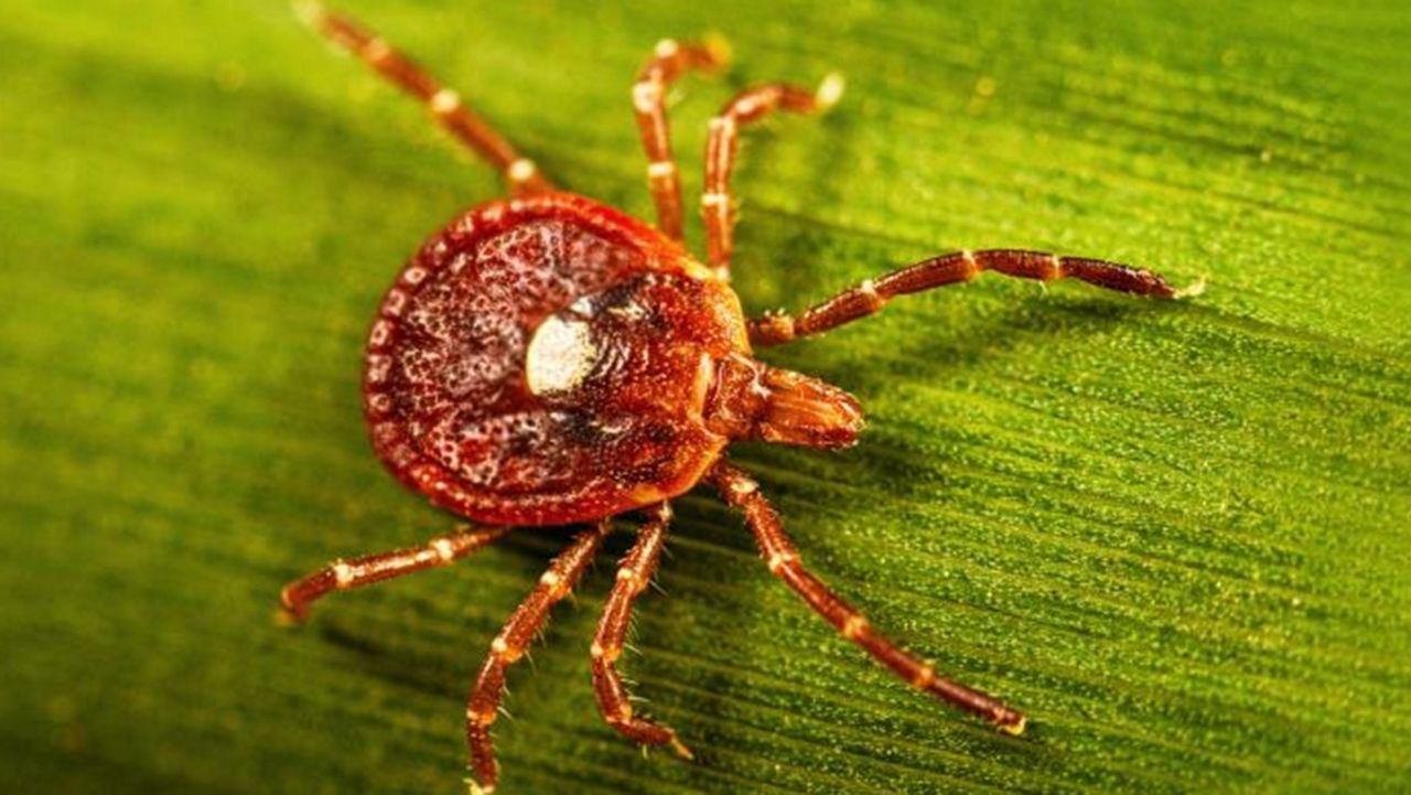 The female lone star tick is easily identifiable by a white dot in the middle of its back. (U.S. Centers for Disease Control and Prevention)
