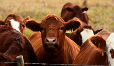 A single kilogram of conventionally farmed beef requires approximately 15,400 litres of water to produce, the equivalent of around 100 standard bathtubs, and generates approximately 99 kilograms of carbon dioxide equivalent in greenhouse gas emissions, the equivalent of driving an average car about 250 miles.