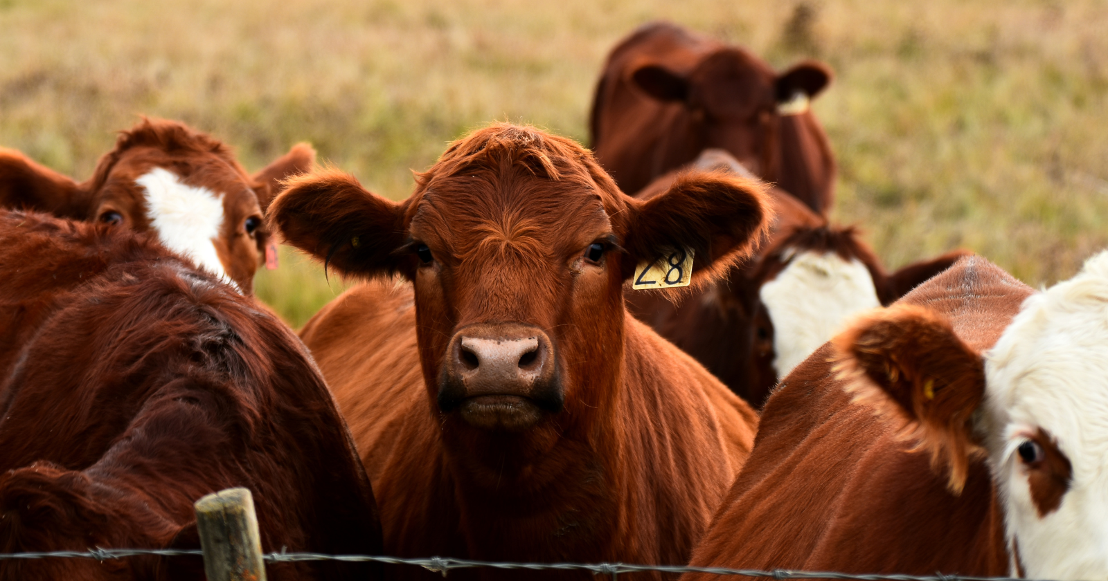 A single kilogram of conventionally farmed beef requires approximately 15,400 litres of water to produce, the equivalent of around 100 standard bathtubs, and generates approximately 99 kilograms of carbon dioxide equivalent in greenhouse gas emissions, the equivalent of driving an average car about 250 miles.
