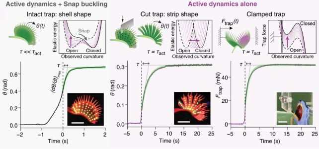 Scientists Finally Discover How Venus Flytraps Exceed The Plant Speed Limit