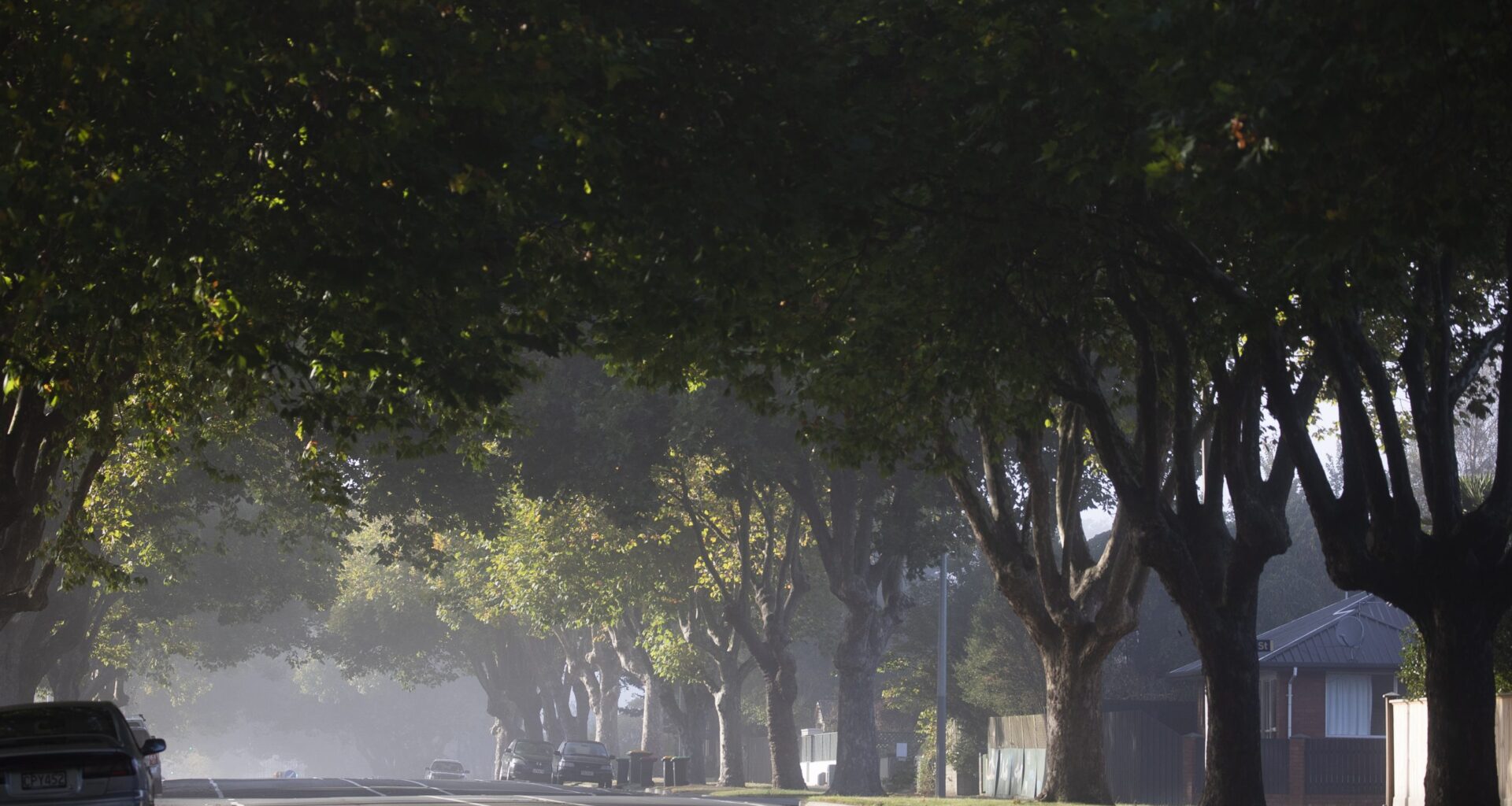 NZ cities can't see the forest or the trees