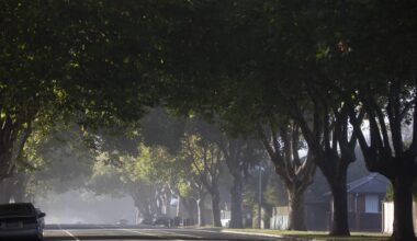 NZ cities can't see the forest or the trees