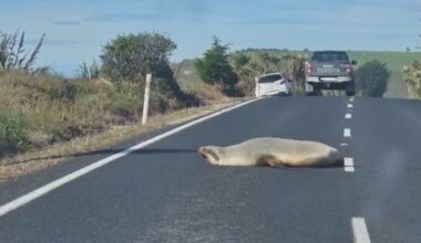 Dunedin drivers warned as sea lions take to the roads