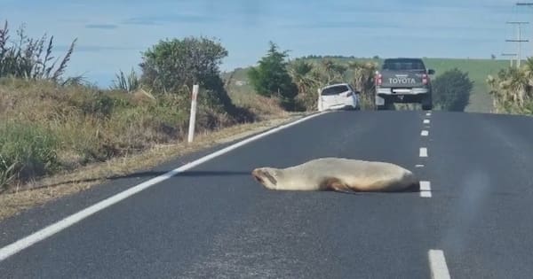 Dunedin drivers warned as sea lions take to the roads
