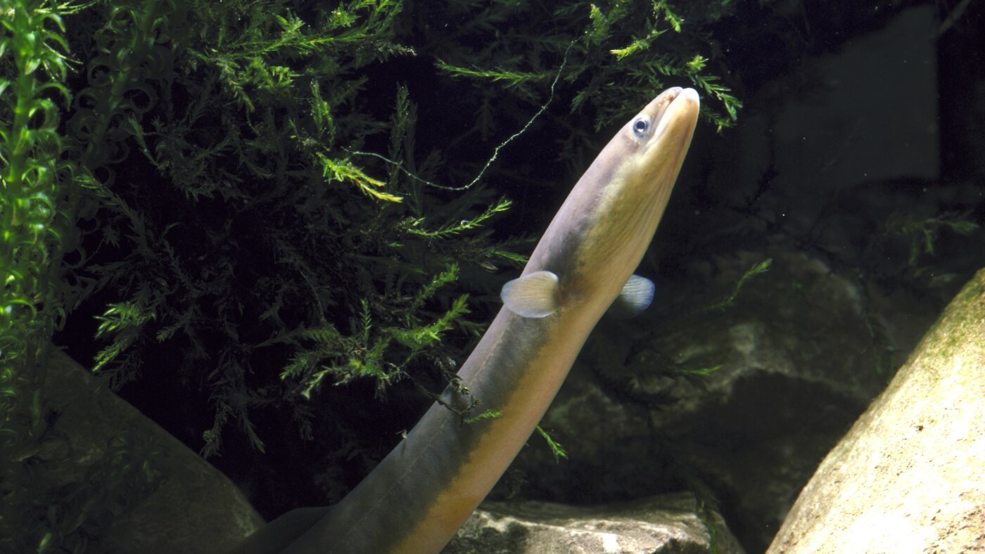 Where do these baby eels come from? It’s still a mystery : Short Wave : NPR