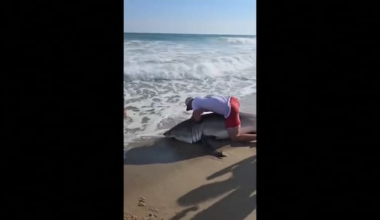 Watch: US Fisherman reels in great white, snags hook from toothy mouth