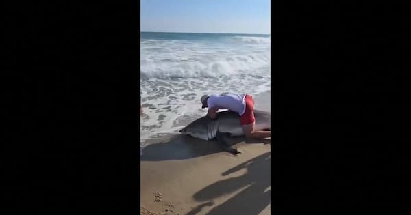 Watch: US Fisherman reels in great white, snags hook from toothy mouth