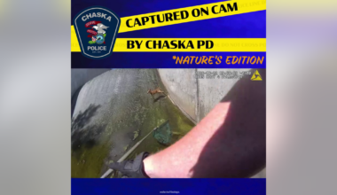 Caught on camera: Baby deer stuck in levee rescued by Chaska PD, DNR officers