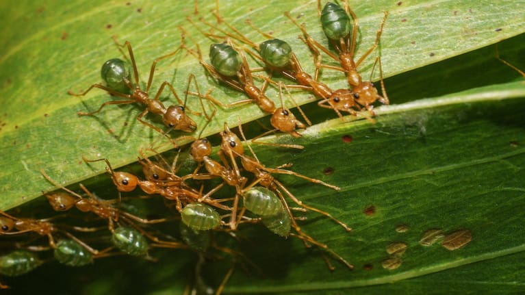 Weaver ants (Oecophylla smaragdina) are targeted by the spider with a fragrant pheremone.