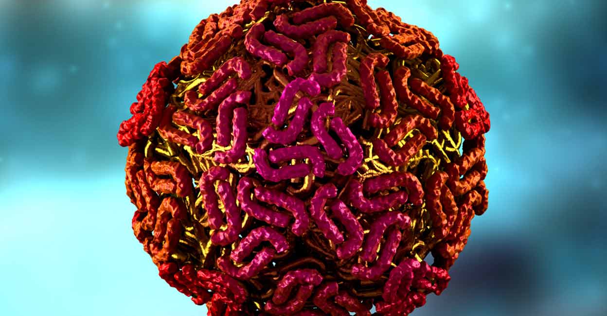 West Nile virus is caused by a flavivirus carried by migratory birds, which in turn infect mosquitoes. Photo: iStock/decade3d
