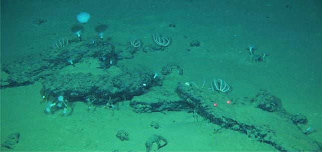 Vast Whale Graveyard at The Bottom of The Ocean Has Been Growing For 5 Million Years