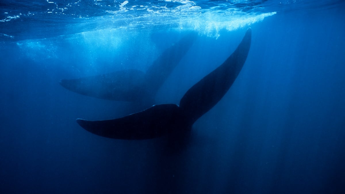Giant Whale Graveyard Found in The Ocean Is Like a Drowned City of The Dead : ScienceAlert