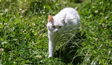 District plans to microchip, register and desex all cats