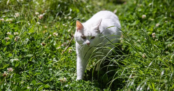 District plans to microchip, register and desex all cats