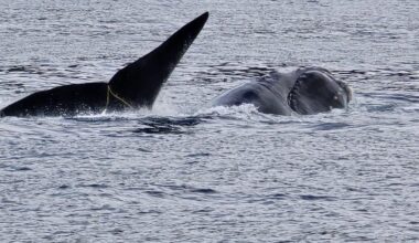 'So relieved': Entangled whale freed off Stewart Island