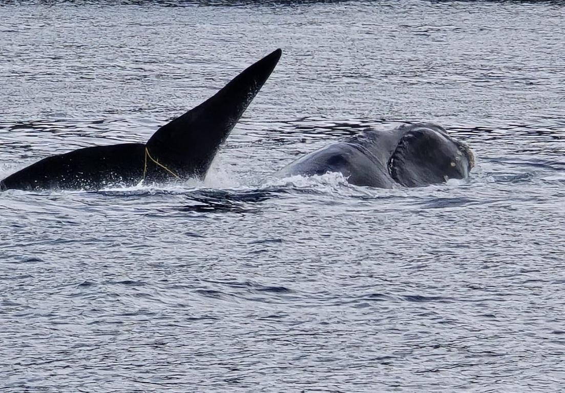 'So relieved': Entangled whale freed off Stewart Island