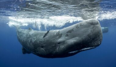 Sperm whales in the ocean. Underwater photography. Whale watching