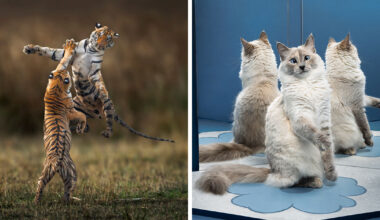 84 Captivating Wildlife Photos From The 2025 Chromatic Awards