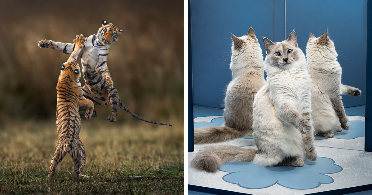 84 Captivating Wildlife Photos From The 2025 Chromatic Awards