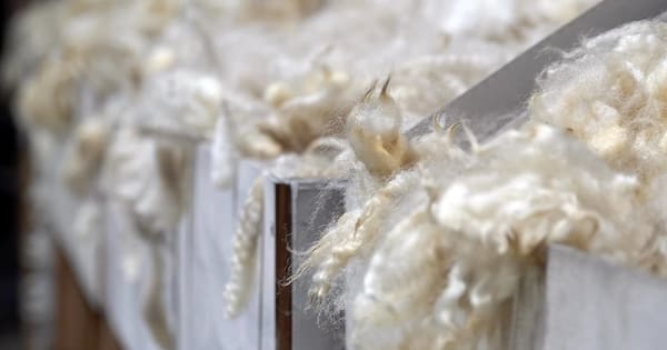Bounce of confidence in the wool sector as prices boom