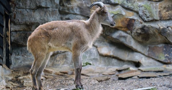 Dead tahr crammed into Methven public bin