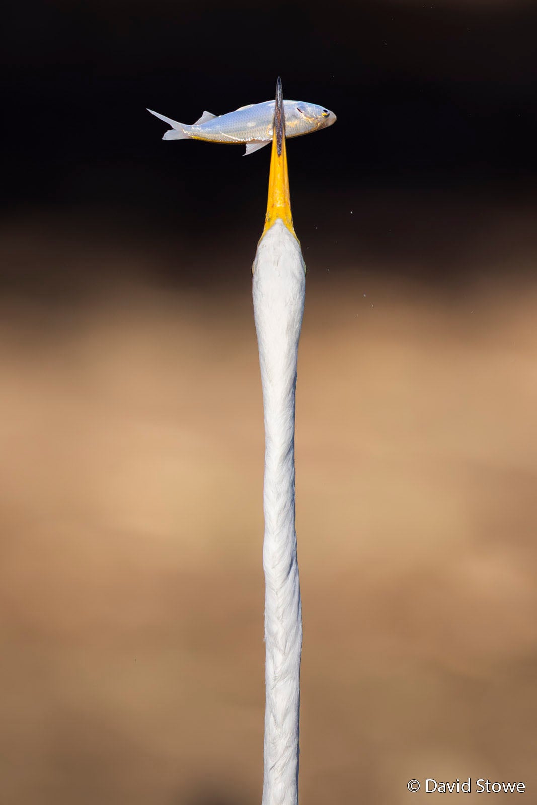 A tall white bird with a long neck, viewed from behind, tosses a small silver fish into the air from the tip of its yellow beak against a blurred brown background.