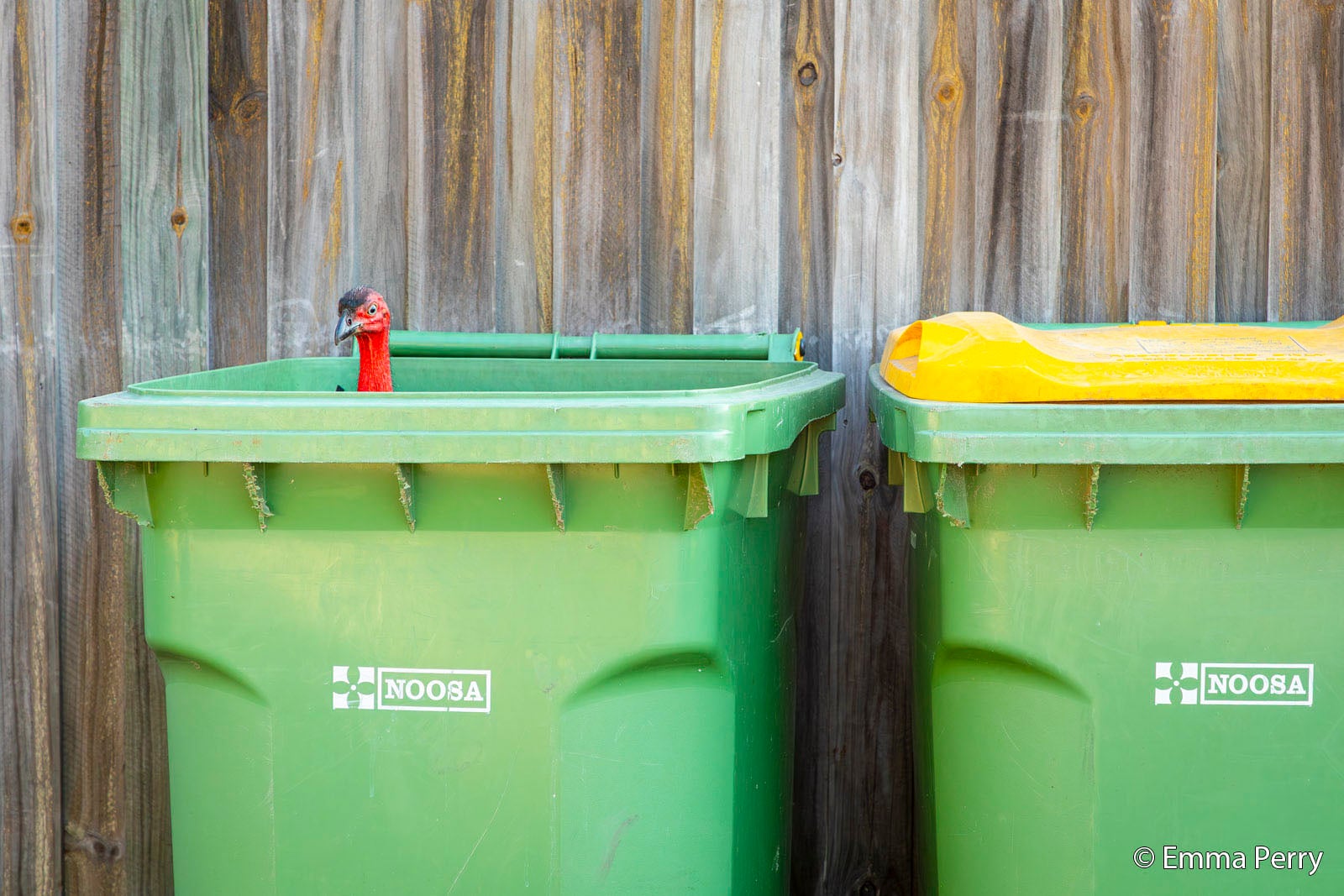 A green trash bin labeled "Noosa" with its lid slightly open, revealing the head and neck of a red toy ostrich. Another bin with a yellow lid is beside it. A wooden fence is in the background.