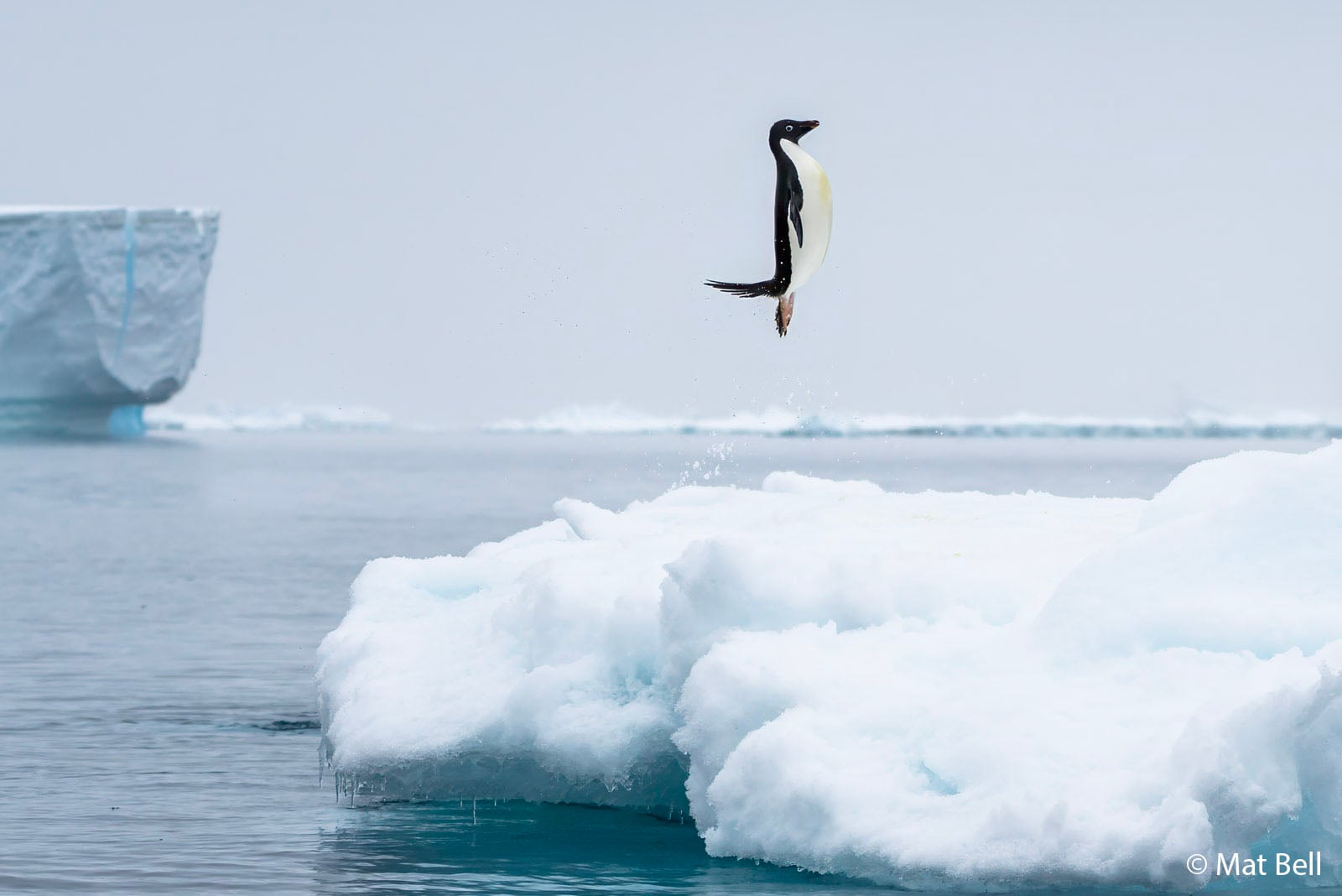 A penguin leaps out of the water onto an ice floe surrounded by icy blue water and distant icebergs, under a cloudy sky.