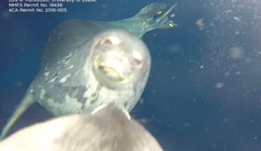 Weddell seals