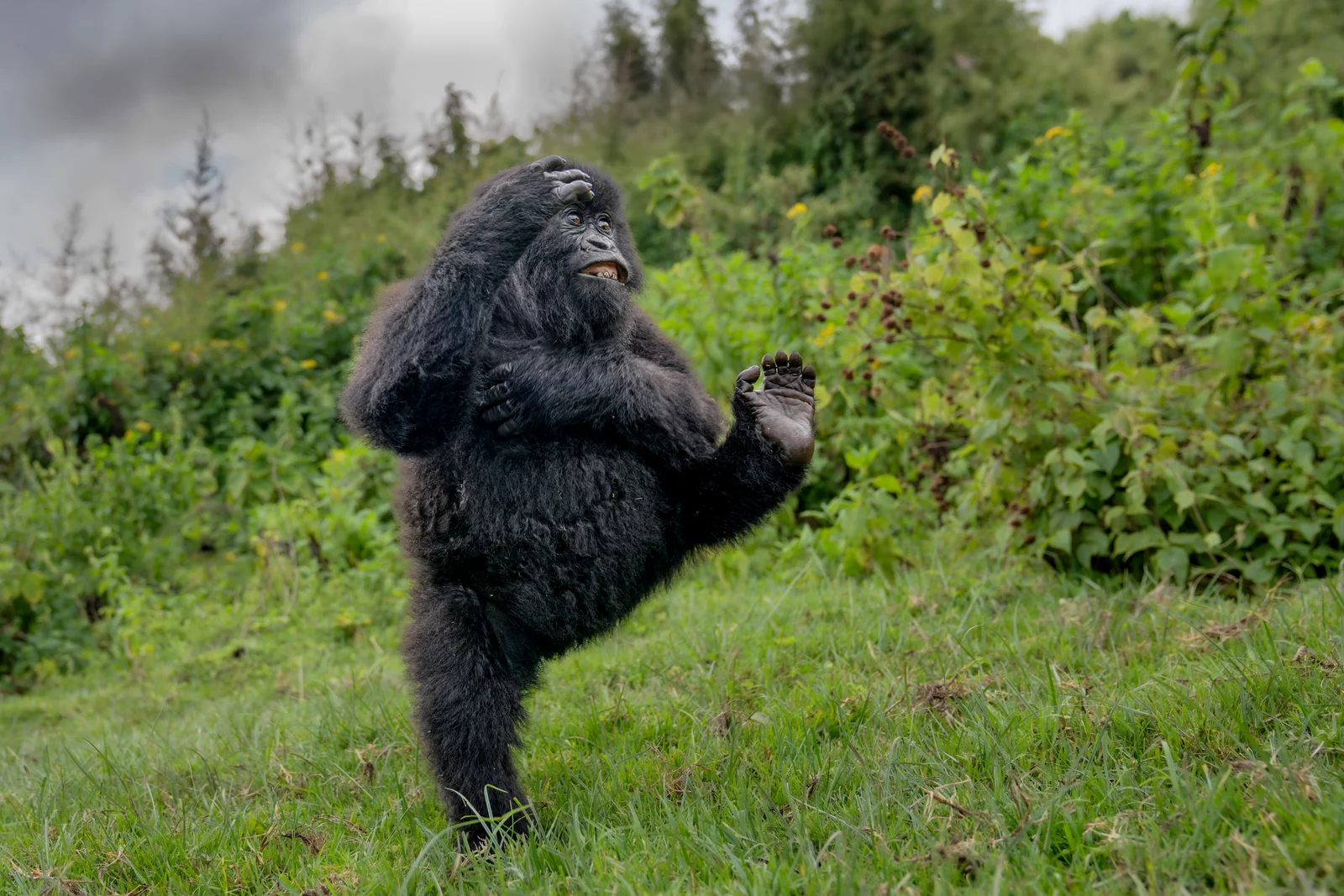 A gorilla high-stepping