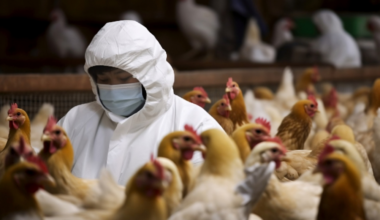 H5N1 detection exposes structural insurance coverage gaps