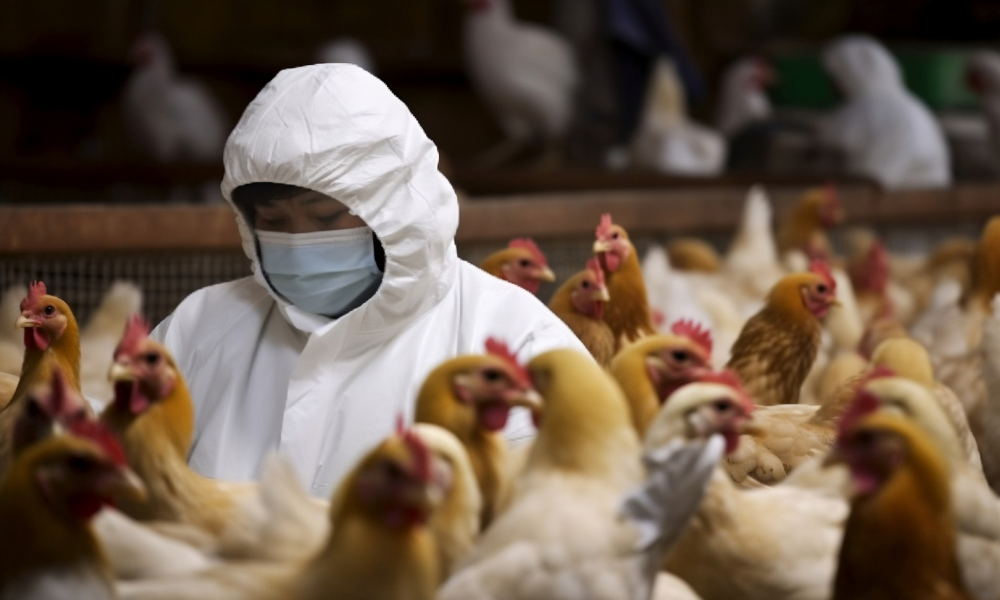 H5N1 detection exposes structural insurance coverage gaps