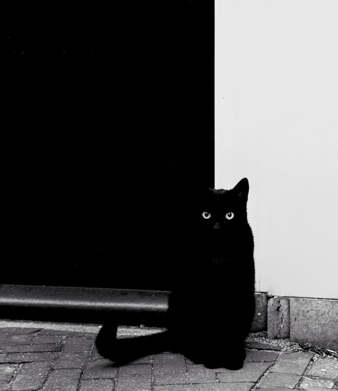 A black cat with bright eyes sits on a paved surface in front of a stark black and white background, blending into the shadows except for its eyes and faint outline.