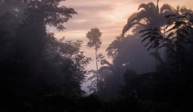Global Warming Could Ravage the Amazon’s Useful Plant Species, Study Finds